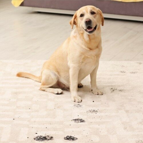 dog with dirty paw prints on area rug | Luna Flooring Gallery in Chicagoland, Oakbrook Terrace, Deerfield, Kildeer, and Naperville, IL