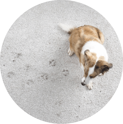 dog and dirty paw prints on carpet | Luna Flooring Gallery in Chicagoland, Oakbrook Terrace, Deerfield, Kildeer, and Naperville, IL