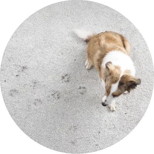 CarpetDirtDebris